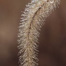 Jewels of the fog